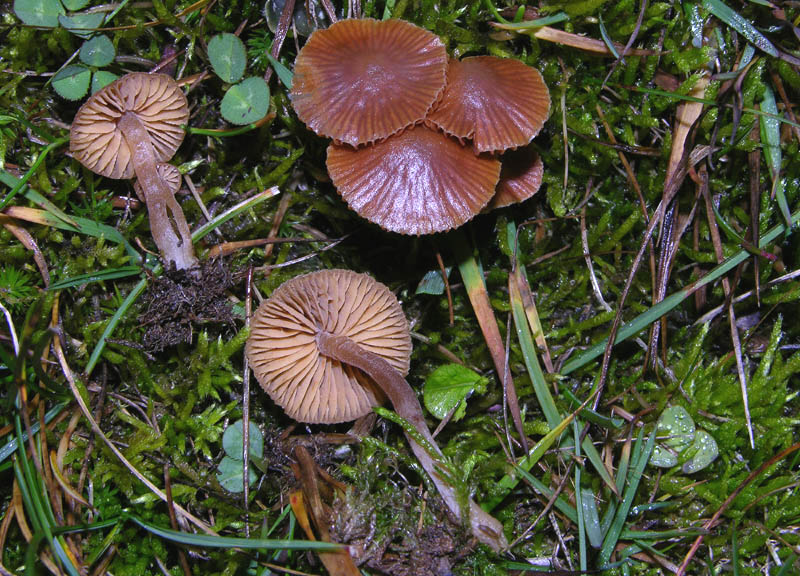 Galerina da determinare n�15
